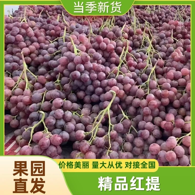 红提陕西渭南大荔红提大量上市产地直发代发全国