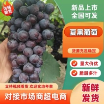 夏黑葡萄大荔县夏黑大量上市果园直采代发全国欢迎来电