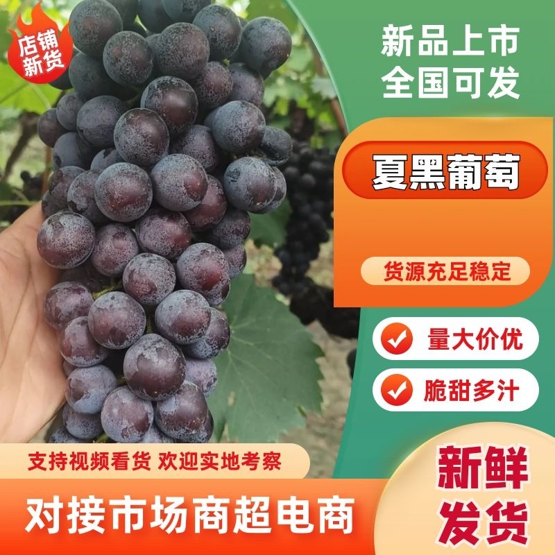 夏黑葡萄大荔县夏黑大量上市果园直采代发全国欢迎来电