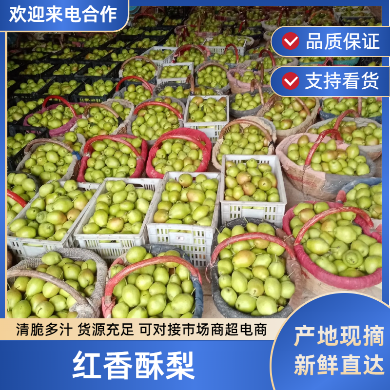 红香酥梨陕西渭南大荔红香酥梨大量上市欢迎来电