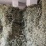 【高品质】野生淡竹叶大量上市货源充足代发全国欢迎来电