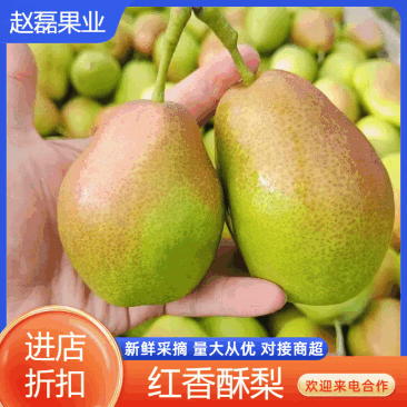 【汁多可口】红香酥梨保鲜发货赵县口感脆甜颜色鲜艳皮薄肉厚
