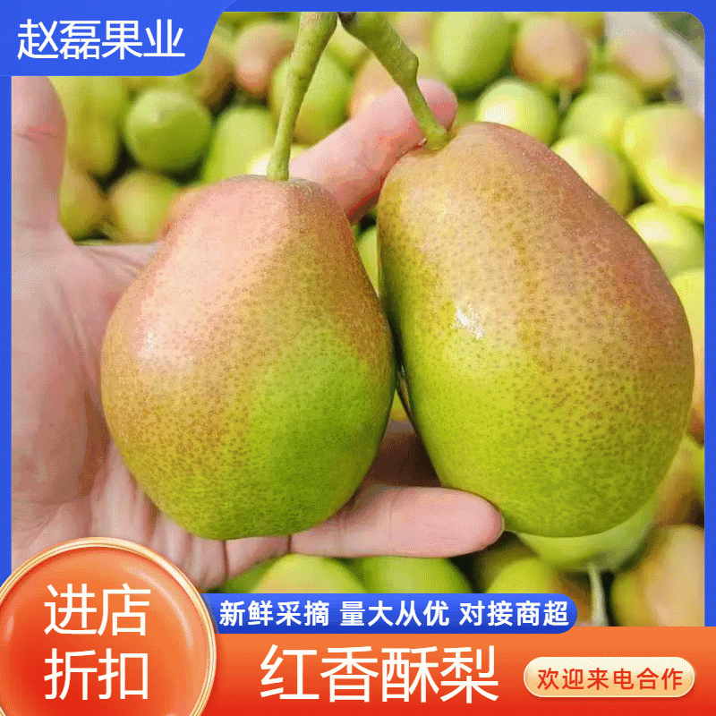 【汁多可口】红香酥梨保鲜发货赵县口感脆甜颜色鲜艳皮薄肉厚