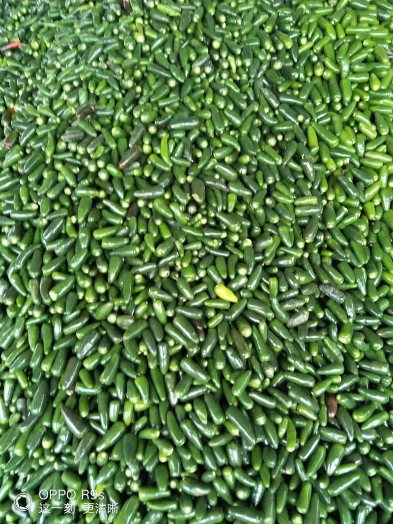 【推荐】精品子弹头辣椒，产地直发价优，大量供应欢迎
