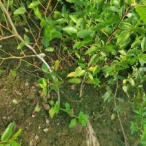 一年生酸枣苗基地药用酸枣苗价格保湿邮寄