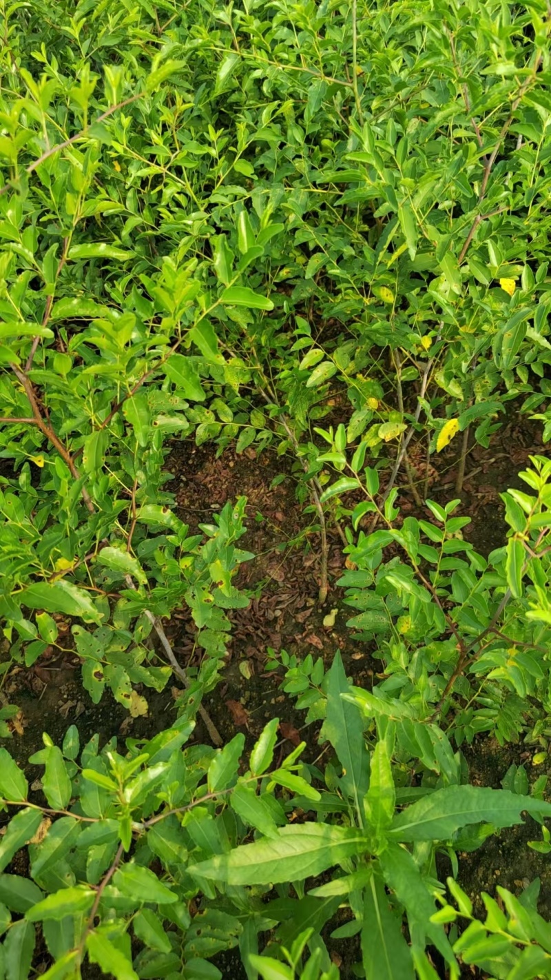 一年生酸枣苗基地酸枣苗价格