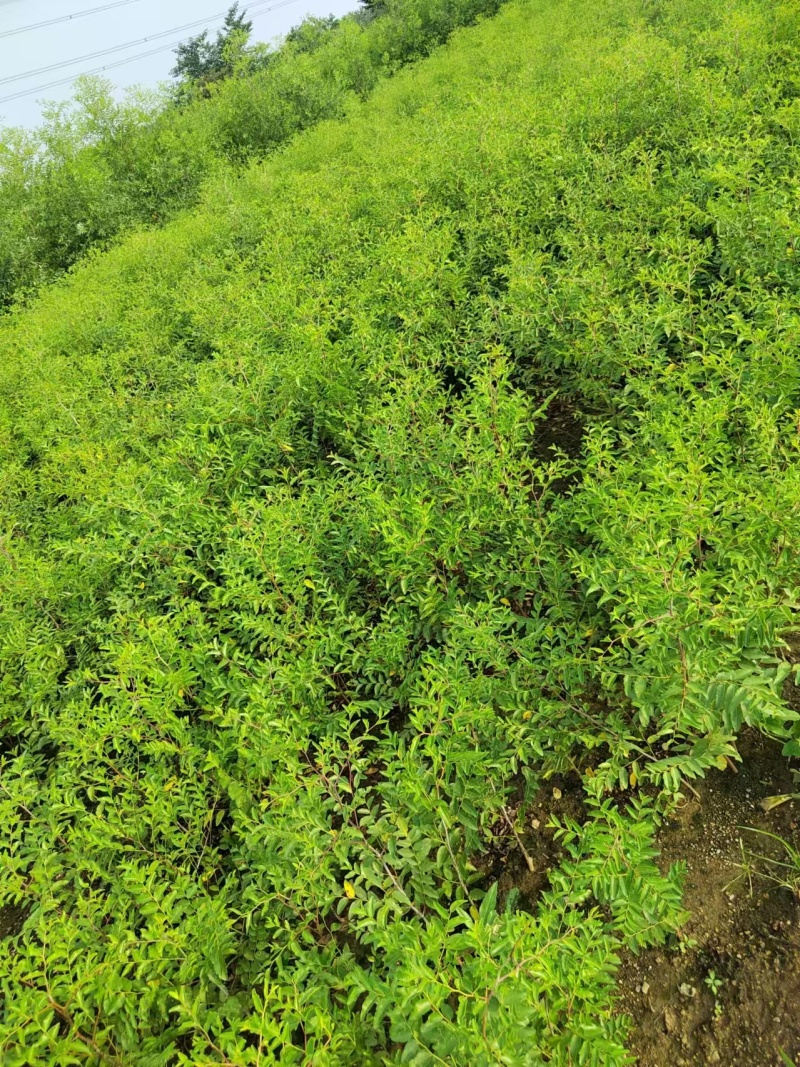 一年生酸枣苗基地酸枣苗价格