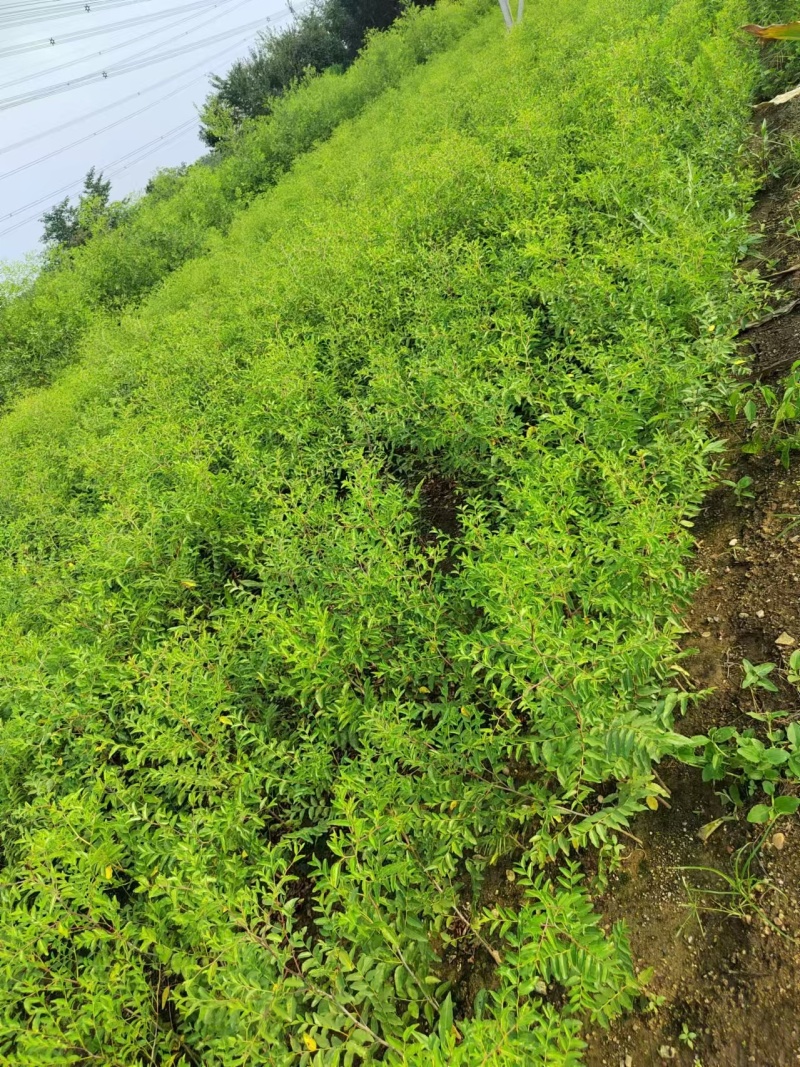 一年生酸枣苗基地酸枣苗价格