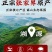 茅岩河原产地莓茶产地直发量大价优欢迎致电