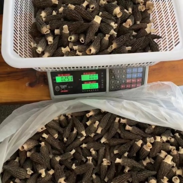 羊肚菌