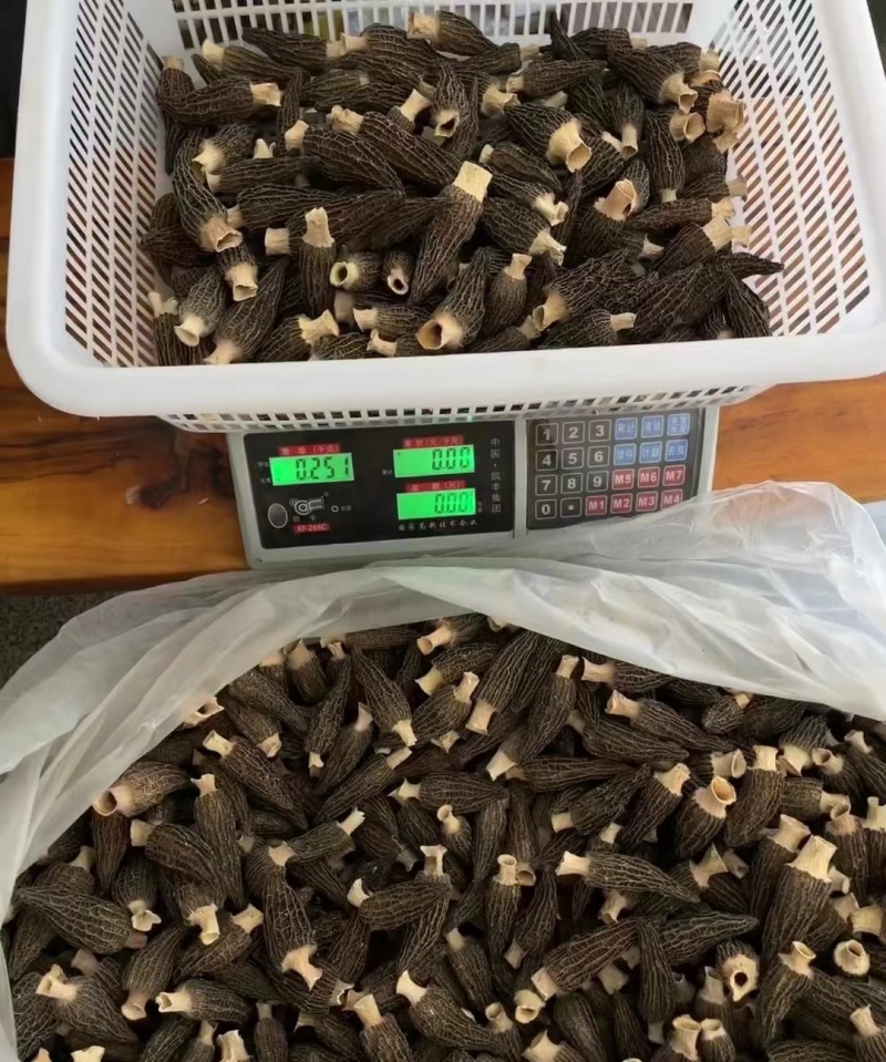 羊肚菌