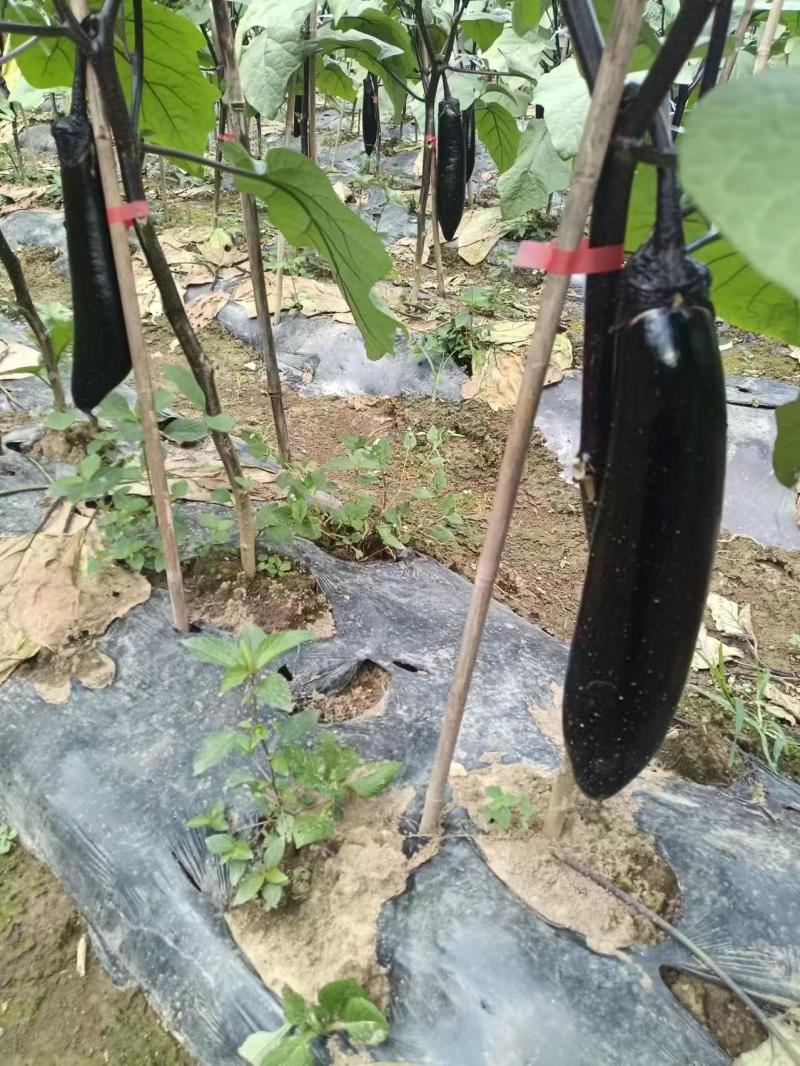 茄子基地供应一手货源全国直发量大质优支持视频看货