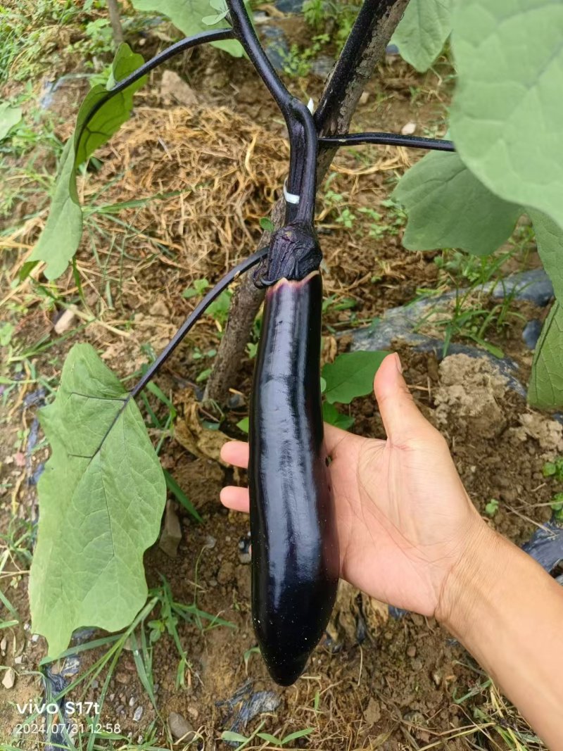 茄子基地供应一手货源全国直发量大质优支持视频看货