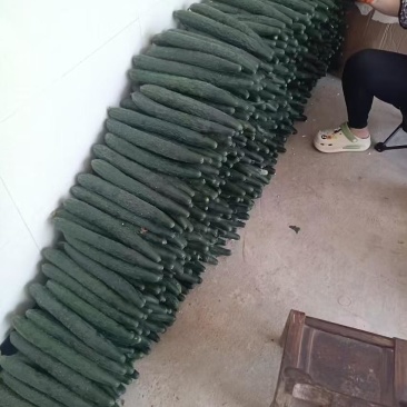 密刺黄瓜量大质优价格优惠一手货源支持视频看货