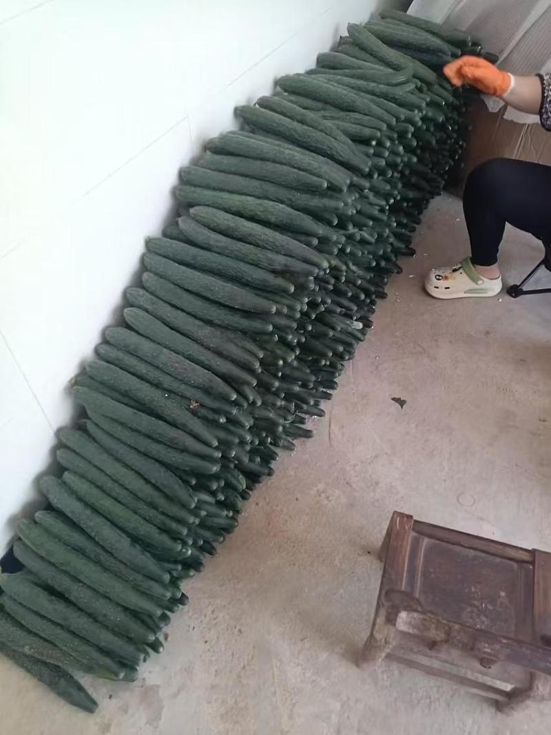密刺黄瓜量大质优价格优惠一手货源支持视频看货