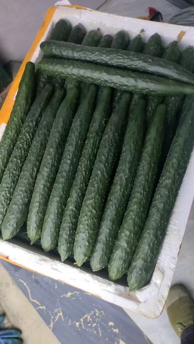 密刺黄瓜量大质优价格优惠一手货源支持视频看货