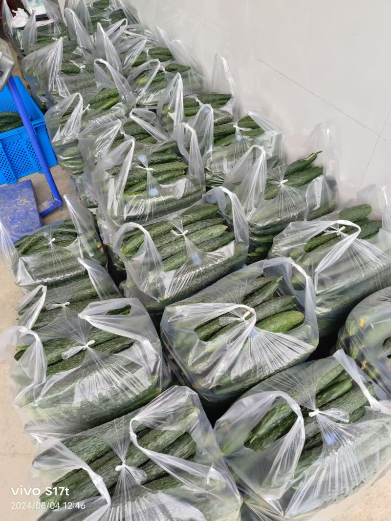 密刺黄瓜量大质优价格优惠一手货源支持视频看货