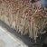 花生芽芽苗菜大量供应，一手货源，基地直供，品质保证