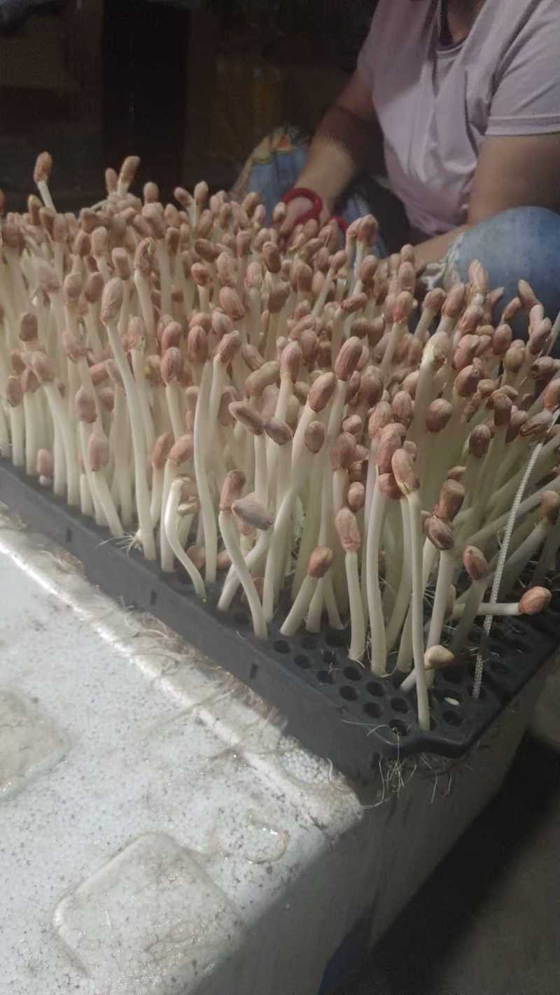 花生芽芽苗菜大量供应，一手货源，基地直供，品质保证