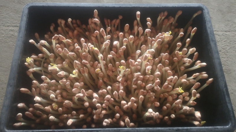 花生芽芽苗菜大量供应，一手货源，基地直供，品质保证