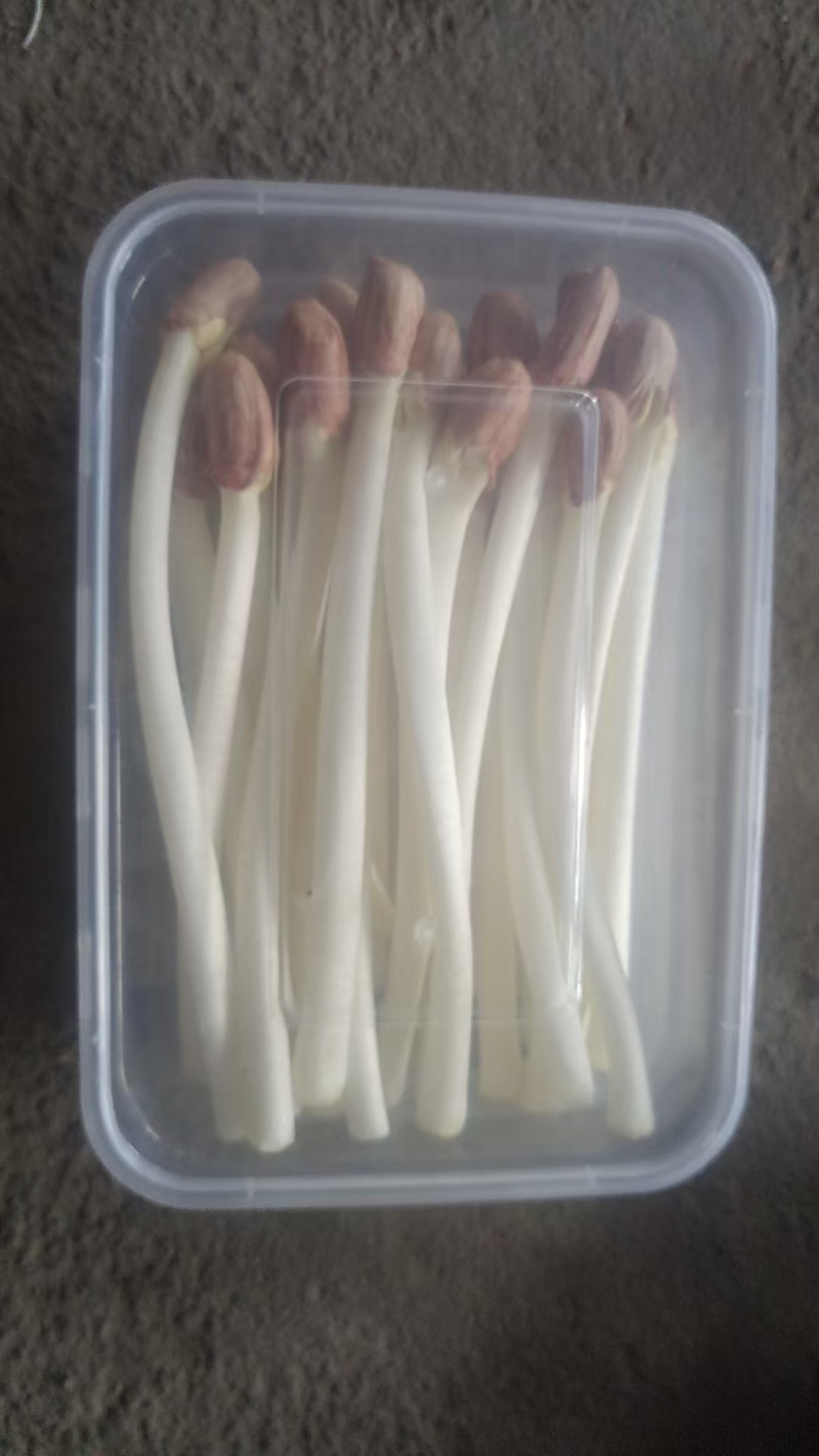 花生芽芽苗菜大量供应，一手货源，基地直供，品质保证