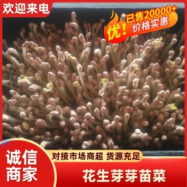 花生芽芽苗菜大量供应，一手货源，基地直供，品质保证