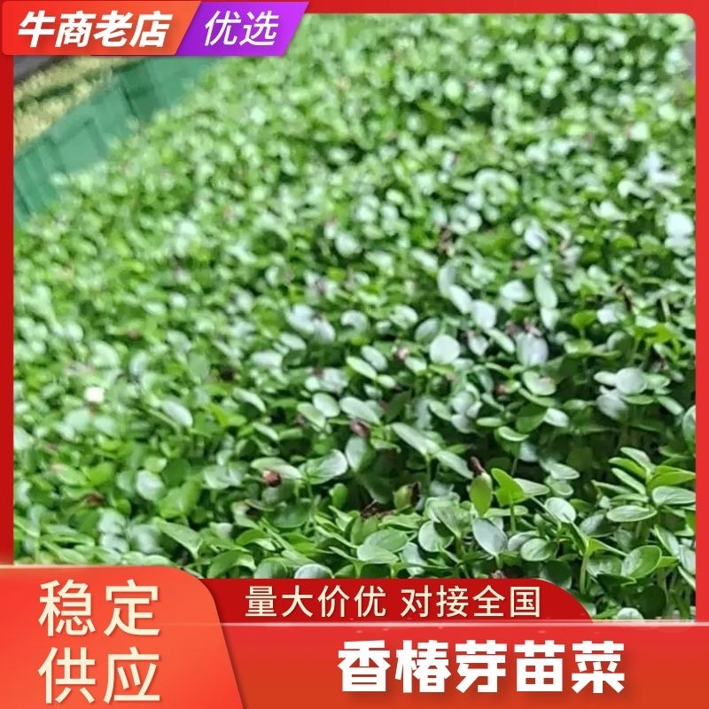 香椿芽苗菜，质量包您满意，现已大量上市，欢迎前来咨询