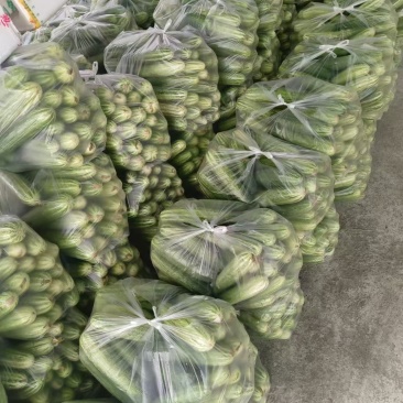 黄瓜燕白黄瓜量大质优价格优惠一手货源欢迎咨询采购