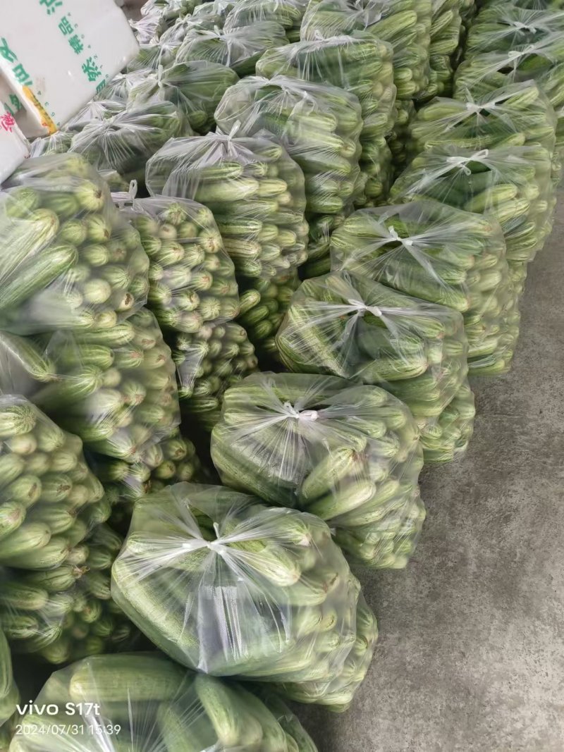 黄瓜燕白黄瓜量大质优价格优惠一手货源欢迎咨询采购