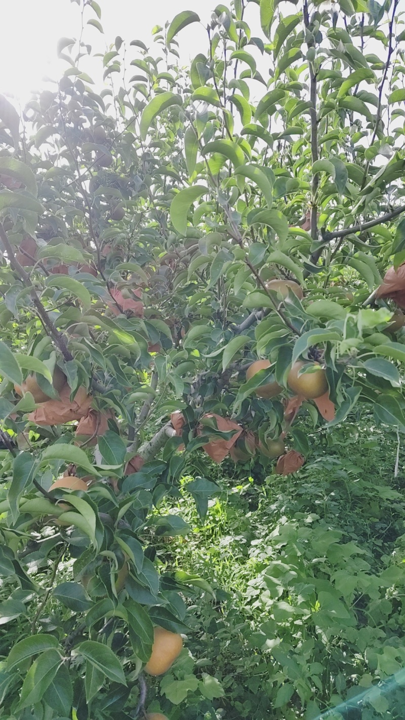 盐城圆黄梨大量上市全国发货欢迎联系一条龙服务
