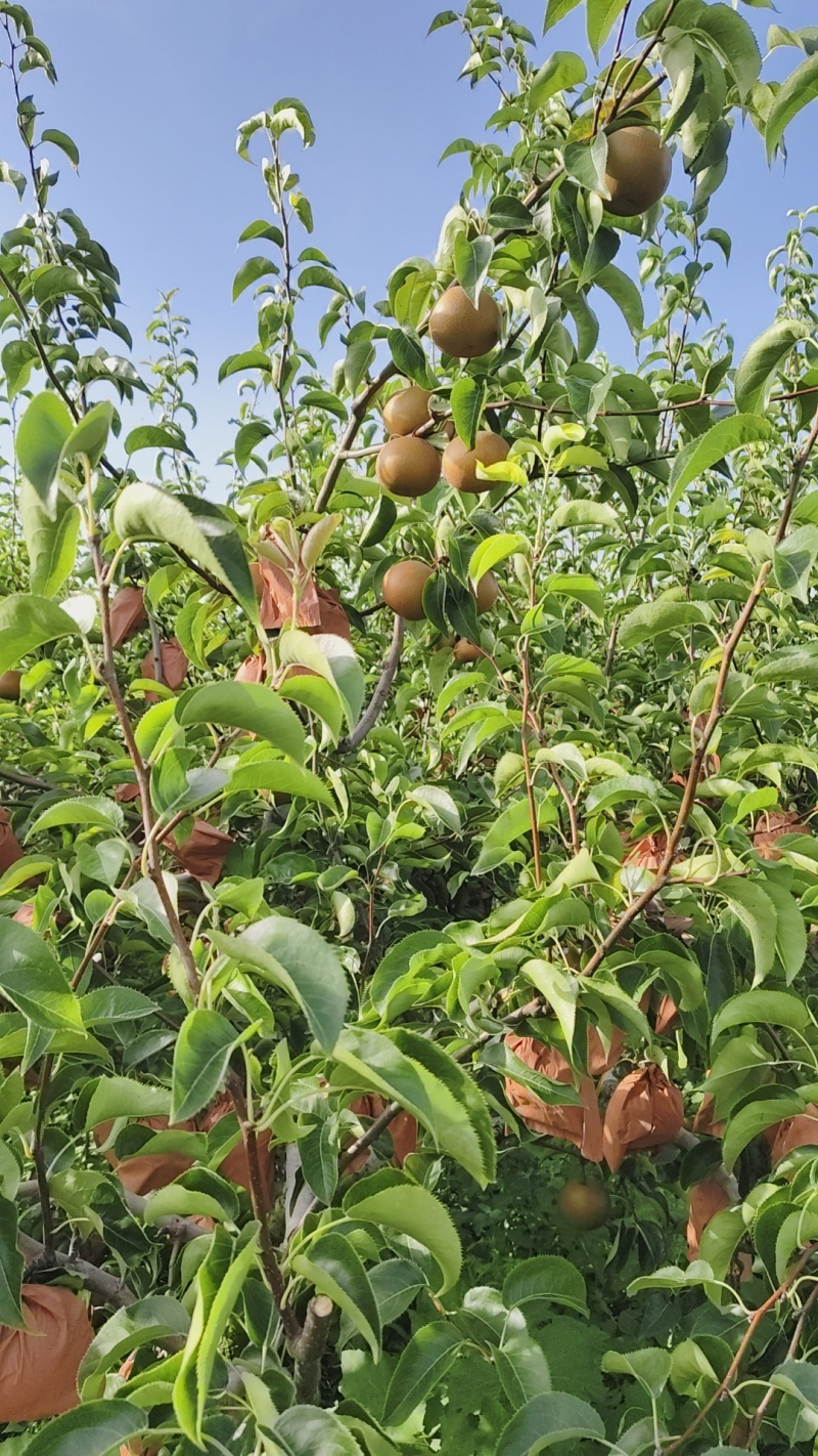 四川凉山圆黄梨大量上市全国发货欢迎联系一条龙服务