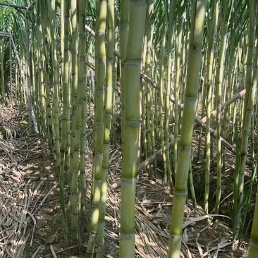 精品广州黄皮甘蔗大量有货价格优惠供应全国欢迎咨询