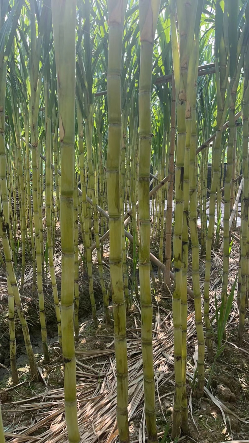 精品广州南沙甘蔗大量有货价格优惠欢迎咨询