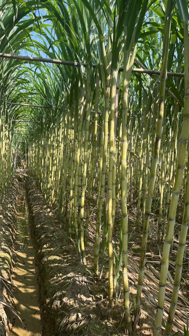 精品广州南沙甘蔗大量有货价格优惠欢迎咨询