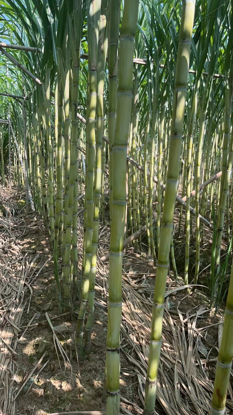 精品广州南沙甘蔗大量有货价格优惠欢迎咨询