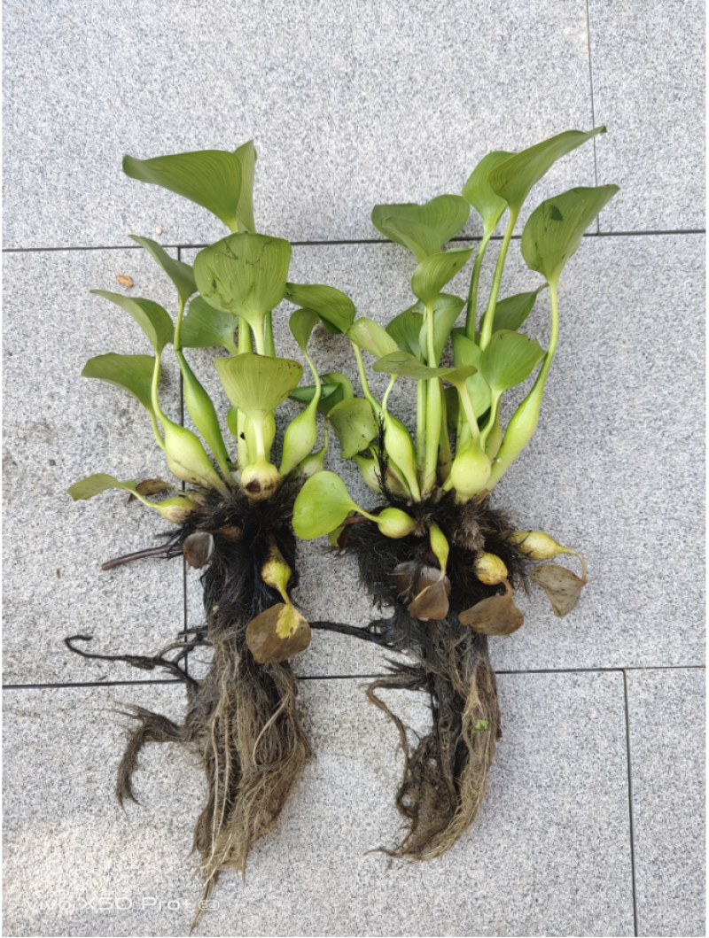 水生植物水葫芦凤眼莲凤眼蓝大叶浮萍鱼池塘净化水质养水草