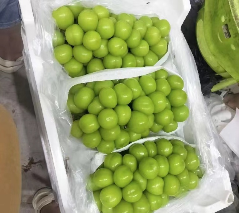 【实力推荐】阳光玫瑰出库一手货源对接全国品质
