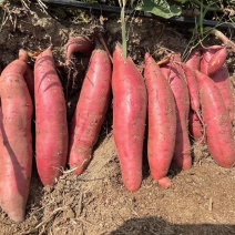 河北精品西瓜红红薯基地直发货源稳定品质保障欢迎咨询选购