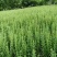 【牛】桔梗优质桔梗苗云南省丽江市玉龙县巨甸镇