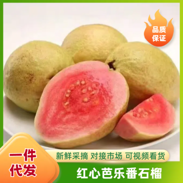 广东广西番石榴(芭乐)红心白心货源稳定常年供应可一件代发