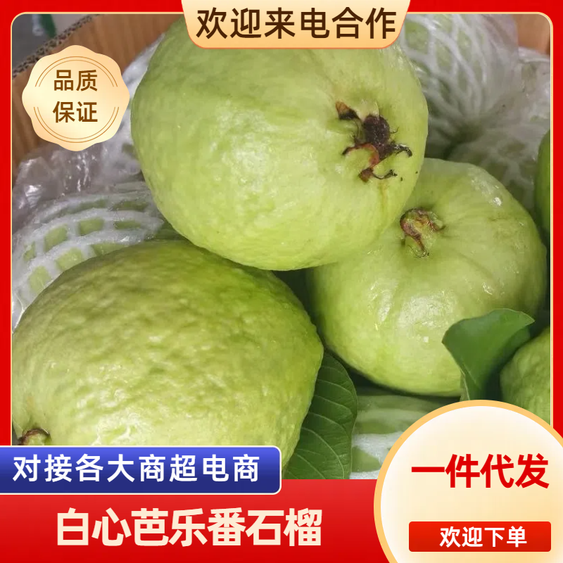 广东番石榴白心脆芭乐代办产地一手源，品质保证，接电商代发