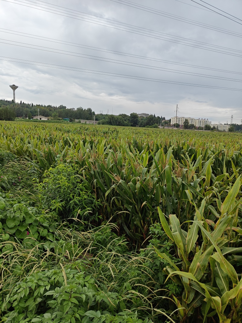 云南青储饲料玉米纯秸秆品质好一手货源可远程视频