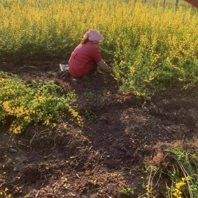 连翘树苗黄老虎苗丛生连翘扦插秧苗庭院护坡山坡灌丛绿化苗黄