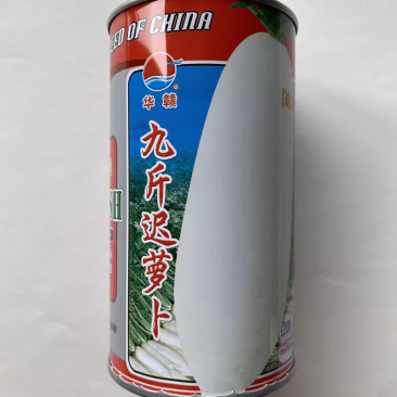 九斤王迟萝卜种子晚熟皮薄色白空心晚耐寒耐湿