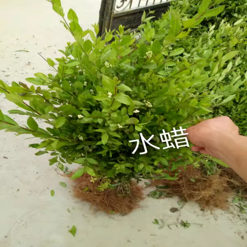 水蜡树苗庭院篱笆围墙小叶女贞树苗四季长青行道绿化苗抗寒易