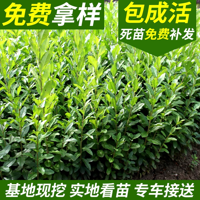 水蜡树苗庭院篱笆围墙小叶女贞树苗四季长青行道绿化苗抗寒易