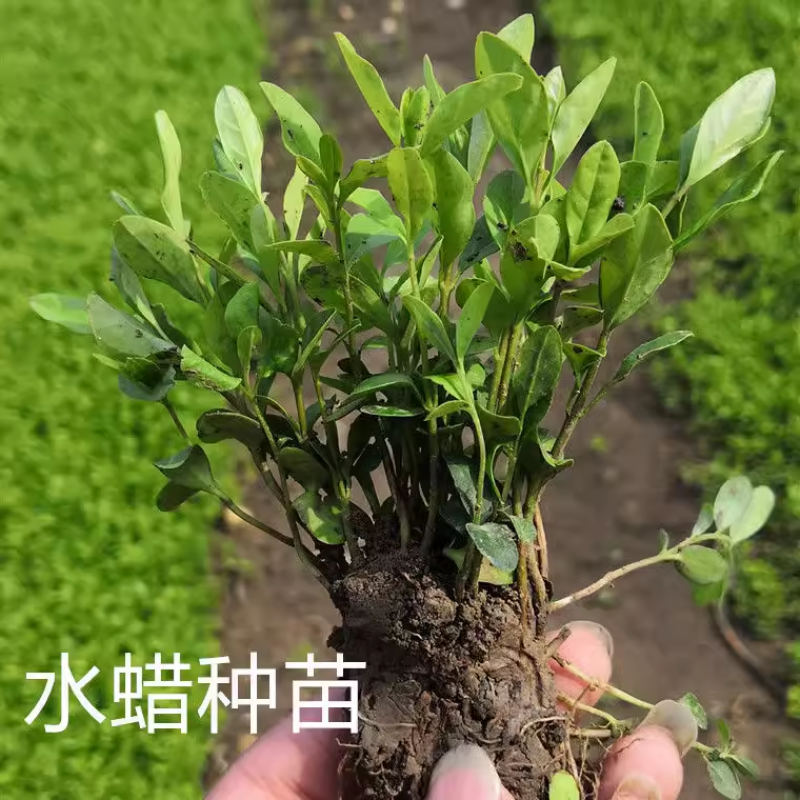 水蜡树苗庭院篱笆围墙小叶女贞树苗四季长青行道绿化苗抗寒易
