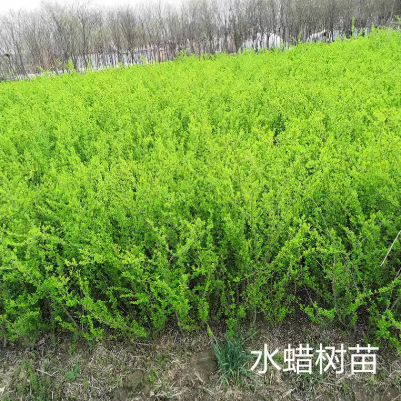水蜡树苗庭院篱笆围墙小叶女贞树苗四季长青行道绿化苗抗寒易