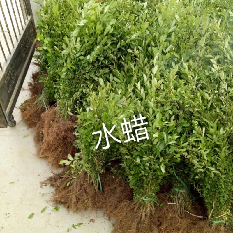 水蜡树苗庭院篱笆围墙小叶女贞树苗四季长青行道绿化苗抗寒易