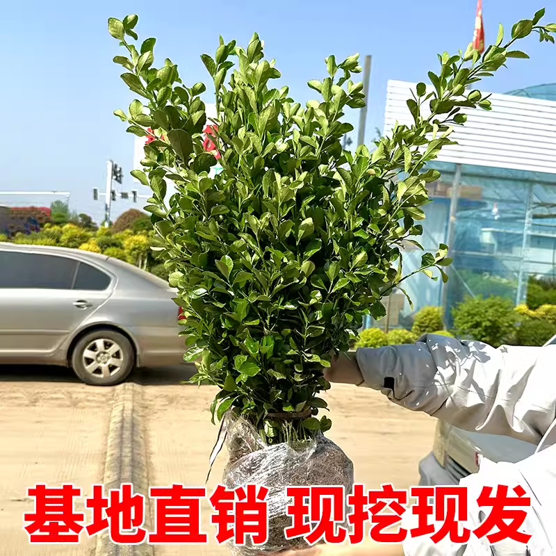 北海道冬青树苗篱笆墙围墙绿篱黄杨四季耐寒绿植丛生大叶绿化